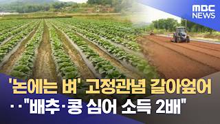 논의 화려한 변신‥ 벼 대신 배추·콩 심어 소득 2배 (2026.05.01/뉴스투데이/광주MBC)