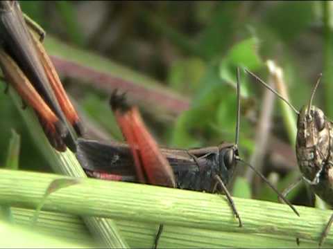 Grillo canterino - Singing Cricket