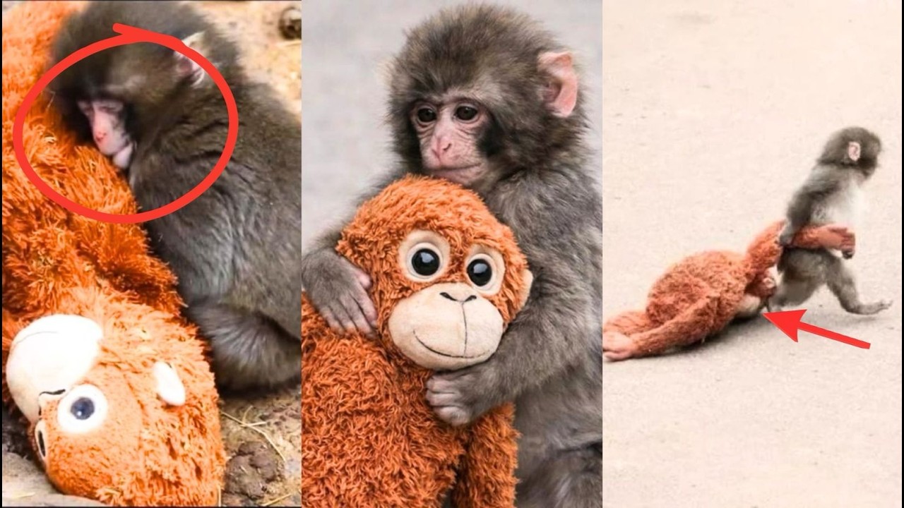 LA HISTORIA COMPLETA DEL MONO PUNCH