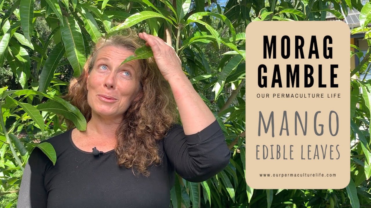 Mango - edible leaves!? - YouTube