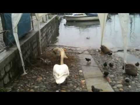 I cigni “sfrattati” dal lago in piena