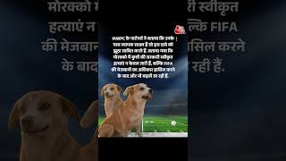 Morocco’s Heartbreaking Plan to Eliminate Stray Dogs