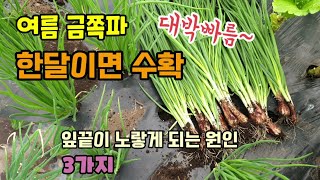 여름에 비싼쪽파 한달이면 수확 쪽파 크게 키우는방법 쪽파 잎끝이 노랗고 마르는 이유 3가지 쪽파 주요 병해충…