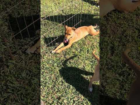 Amadeo, an adoptable Labrador Retriever Mix in Encinitas, CA_image-1