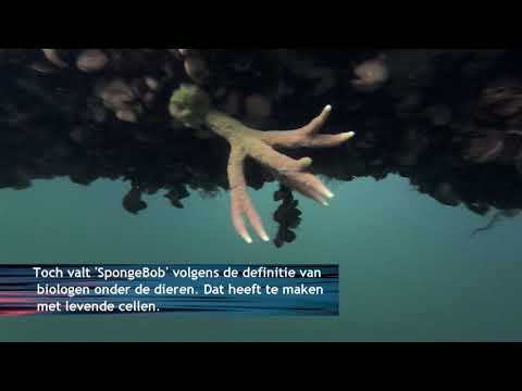 Zoetwaterspons in de Kraaijenbergse Plassen