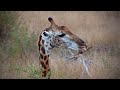 Giraffe Chews On A Bone