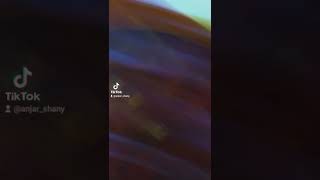 Download lagu janganlah kau mencintaiku mp3