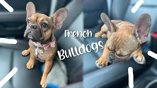 Before You Own A French Bulldog