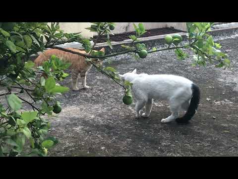 Feline trash talk at 6 AM