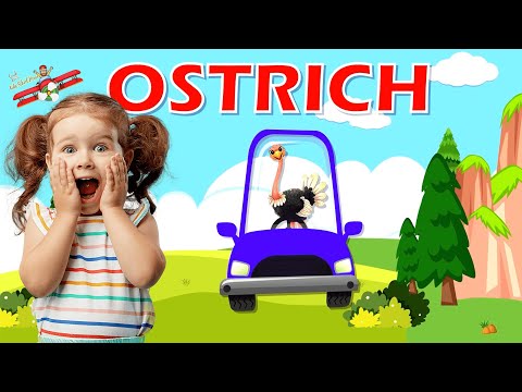 🎬 Learning about Birds for Kids | Spelling and Fun Facts About Birds