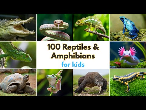 100 Reptiles & Amphibians for Kids | Learn 100 Different Reptile & Amphibians Names for Kids
