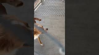 Video preview image #1 Papillon-Unknown Mix Puppy For Sale in Grafton, WI, USA