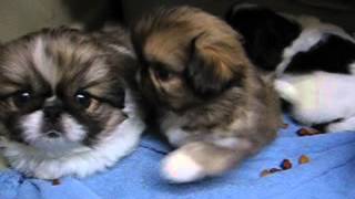 preview picture of video 'LKLs October Gold Pekingese,AKC Cookie Litter 6wk March 30 2015'