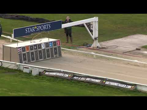 Signet Denver - RPGTV English Puppy Derby Semi Final