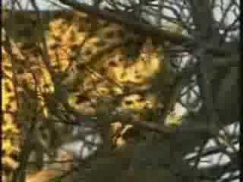 Leopard Saseka With Duiker Kill