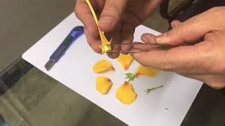 Anatomia da flor