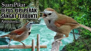 Download lagu Suara Pikat Jitu. Tepus Pipi Perak. Sangat Terbukti Ampuhnya. mp3
