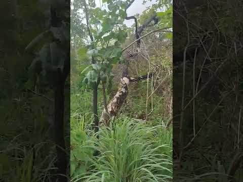 TERRA BOA DO PEQUI, GOIÁS É MEU LUGAR. #caldasnovas #paisagemnatural #naturezasurpreendente