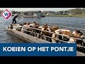 Oud-Hollands beeld: Koeien met pontje naar weiland vervoerd in Kagerplassen - OMROEP WEST