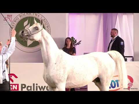 N116 EUZONA - 2020 PRIDE OF POLAND - 42nd Arabian Horse National Show - 7-10 Years Old Mares (Cl...
