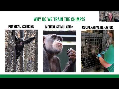 Positive Reinforcement Training for Chimpanzees
