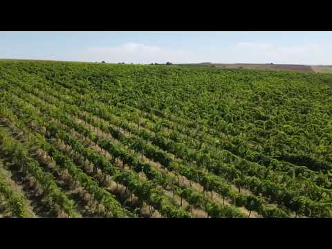 Afacere Investitie Vie 4 Hectare 40 km de Oradea — Video