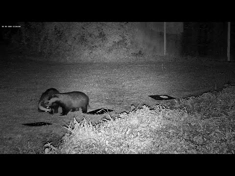 A stern growly bitey telling off from one badger to another - with sounds