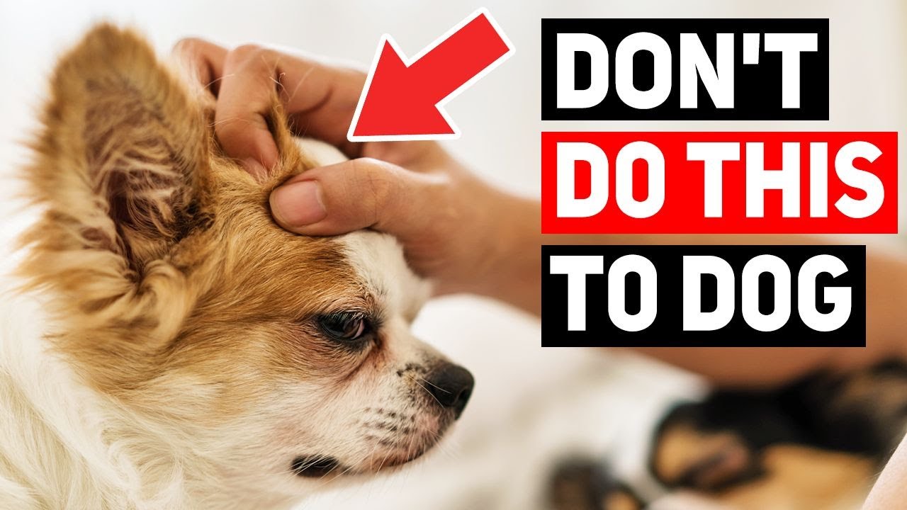 10 Things You’re Doing That Your Dog Secretly Hates (And How to Fix Them!)