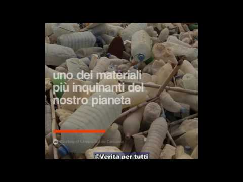 Rimedi di gente contro vermi per gatti Quellinfezione con mezzi di helminths