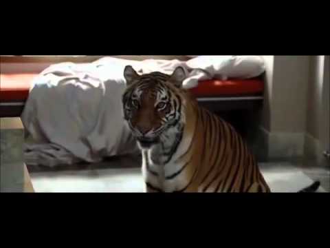 Una notte da leoni - Al bagno con la tigre