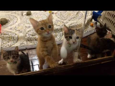 Toffee leads the chorus.