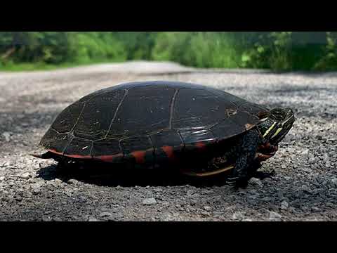 Explore the South Shore of Prince Edward County - Quick Cut