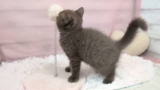 ブリティッシュショートヘアの動画01