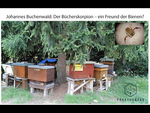 Bienen ohne Grenzen Johannes Buchenwald Der Bücherskorpion – ein Freund der Bienen