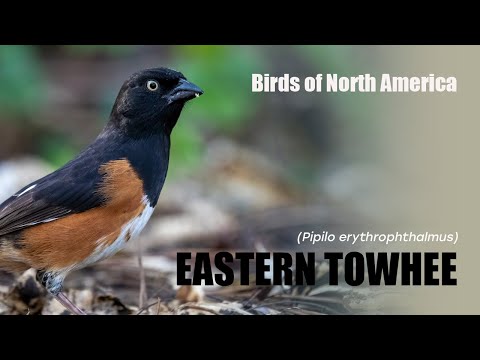 Strnádlik červenooký (Pipilo erythrophthalmus) — spev a hlas v prírode