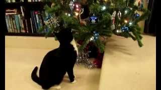 preview picture of video 'Cats vs Christmas Tree'