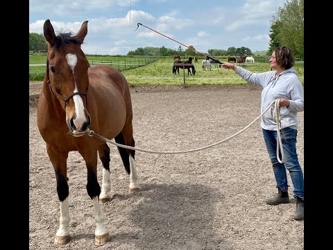 Horsemanship - Bodenarbeit am Knotenhalfter mit Gaby Jonethal, Pferdetraining Rheinhessen.