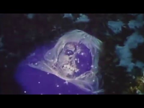 Young Rival - Where's It All Going