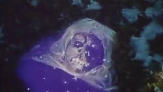 Young Rival - Where's It All Going