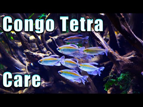 Pourquoi vous avez BESOIN du tétra du Congo ! Soins et reproduction