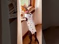 Cat Wearing Pajamas Spies on Neighbours