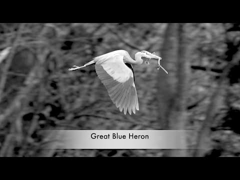 *GREAT BLUE HERON " BUILDING HAPPINESS " 2021 #0407