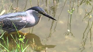 Aves, Biologia, Socozinho esperto pescando na lagoa do parque da cidade