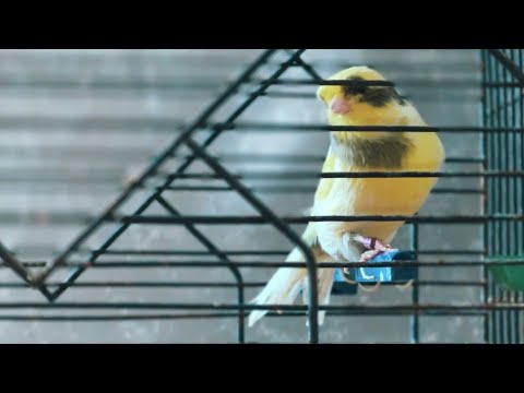 وليد السعداوي- الكنالو | walid saadaoui.-  Kanalo