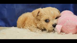 ハーフ犬の動画01