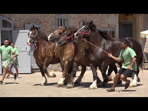 Caii lui Anghel de la Bulgarus, Timis - 30 Iunie 2022 Nou!!!