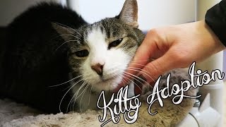 KITTY ADOPTION
