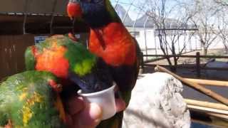 preview picture of video 'Feeding the Lorikeets at Rooster Cogburn Ostrich Ranch Arizona'