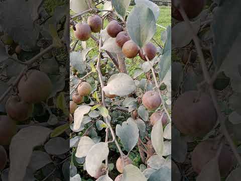 Phull Fruit Farm Village Wada Phull Taulka & District Larkana Sindh Aijaz Hussain Phull 30.12.2021