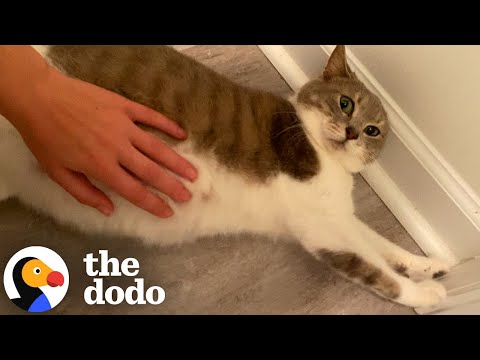 Pregnant Stray Cat Waited To Give Birth Until She Felt Safe | The Dodo